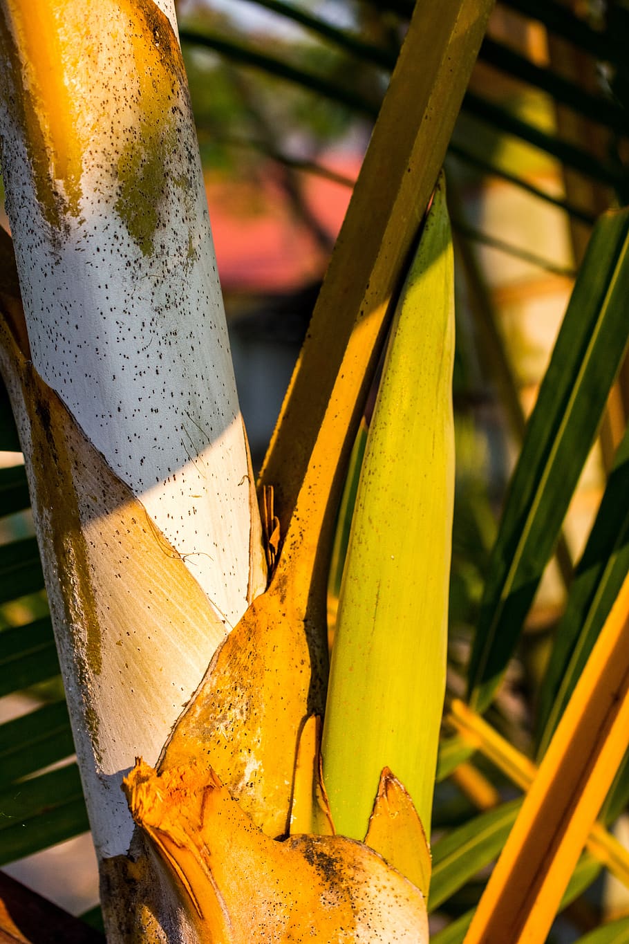 palm, palm tree root, frond, close-up, focus on foreground HD wallpaper