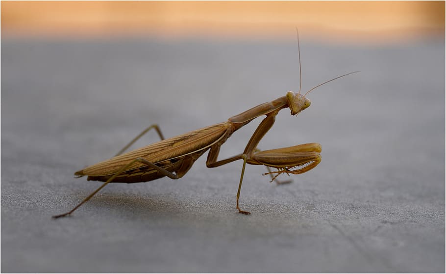 mantis religiosa, nature, predator, macro, brown, bugs, invertebrate HD wallpaper