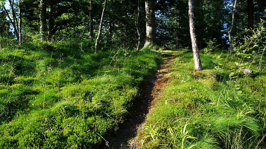 Forest, Path, Nature, Trail, Idyll, forest path, green, hiking HD wallpaper
