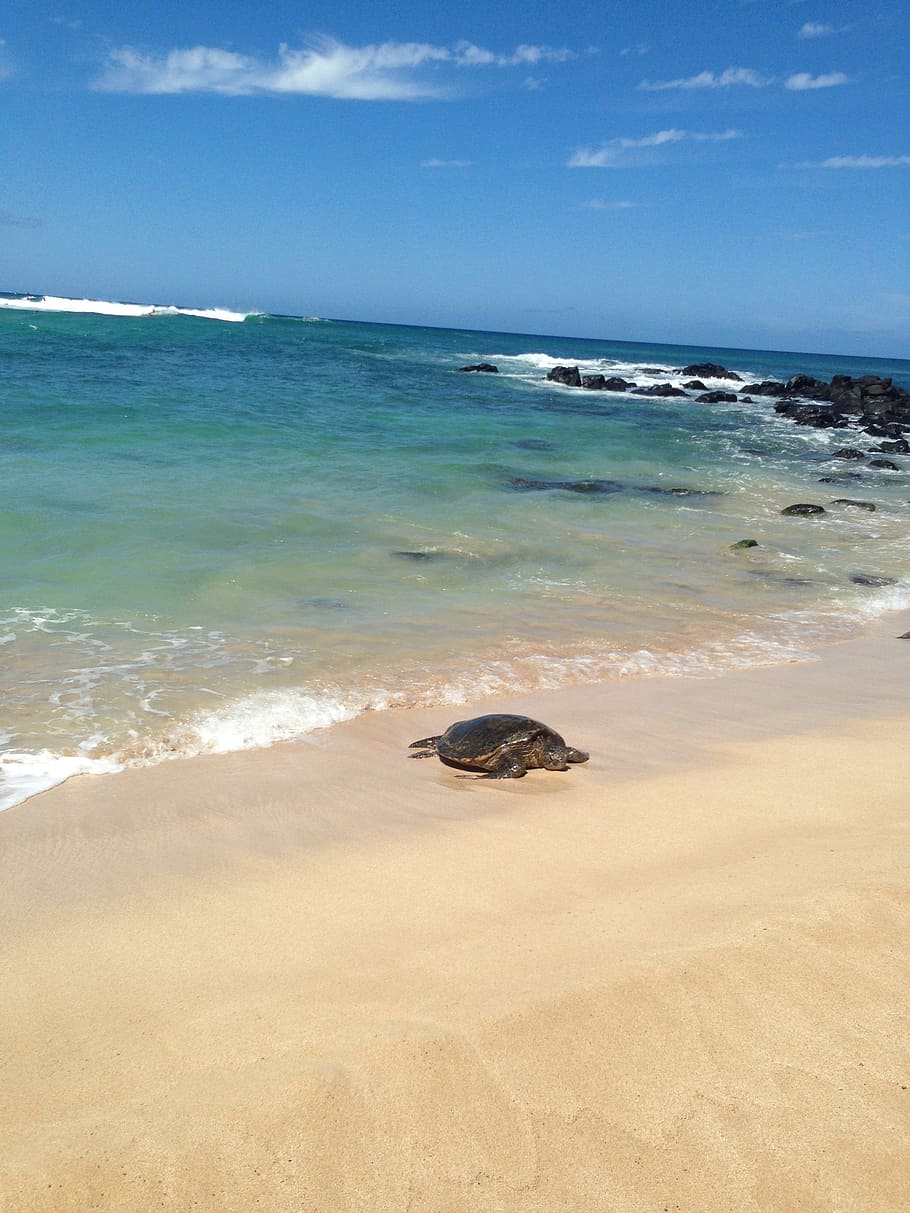 turtle, sea, sand, water, beach, land, sky, beauty in nature HD wallpaper