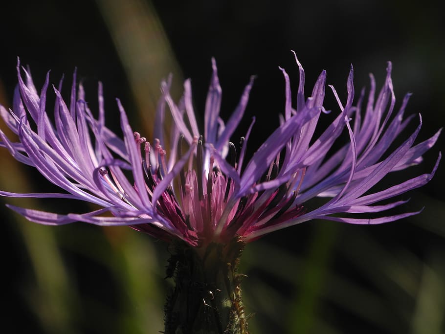 Purple Flower, Close, Violet, Spring, thistle, nature, macro HD wallpaper