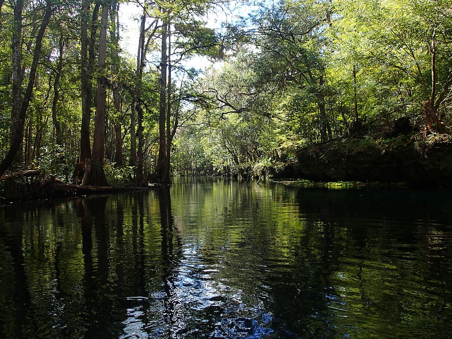 North Florida, Florida, River, Water, reflection, nature, forest HD wallpaper