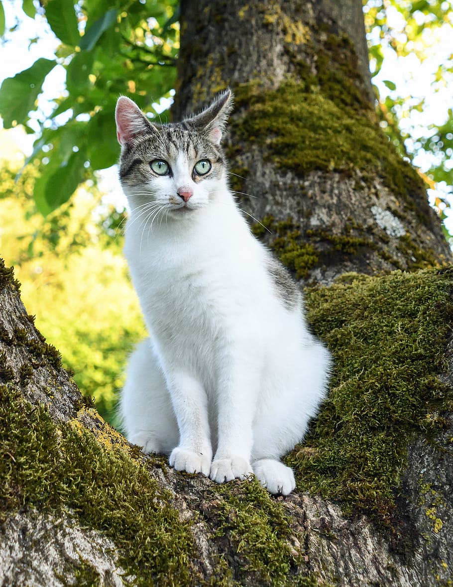 cat standing on tree, Cat, Tree, Green, Light, domestic Cat HD wallpaper
