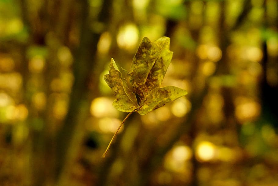 leaf, floating, foliage leaf, autumn leaf, plant part, nature HD wallpaper