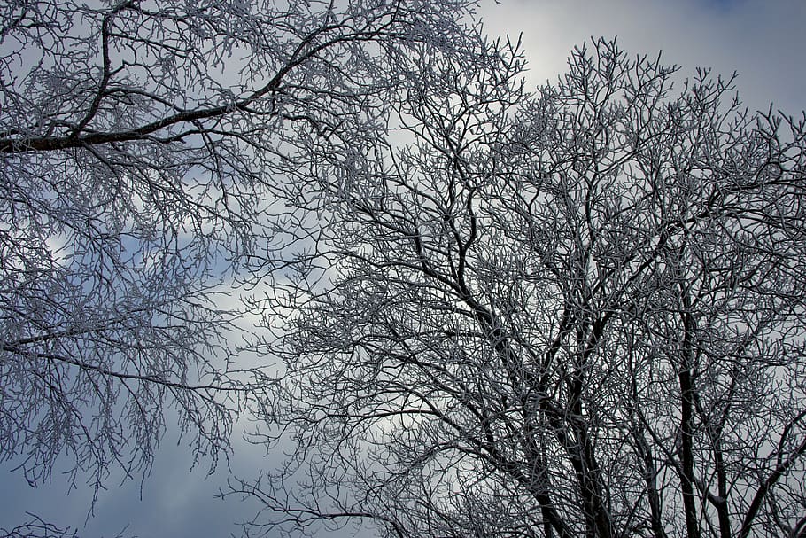 winter, tree, wintry, winter trees, snow, landscape, snowy HD wallpaper