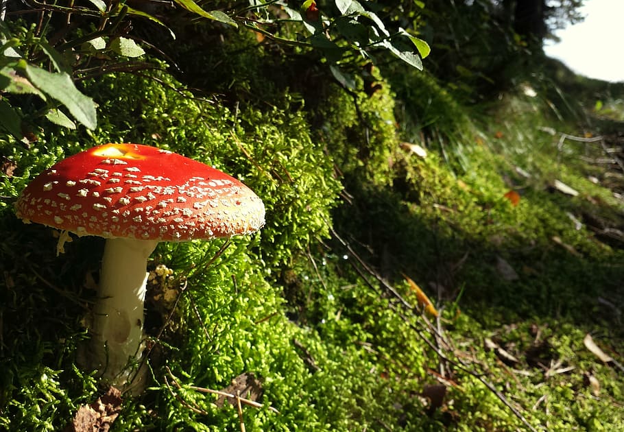 fly agaric, mushroom, nature, forest, autumn, fungi, colorful, HD wallpaper