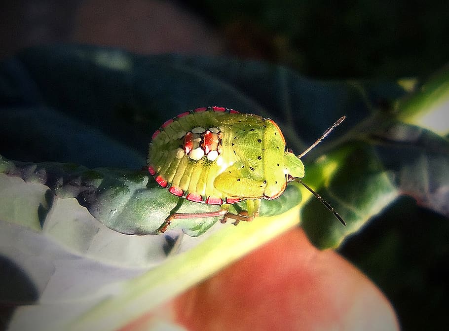 green beetle, insect, antennas, leaf, close-up, selective focus HD wallpaper