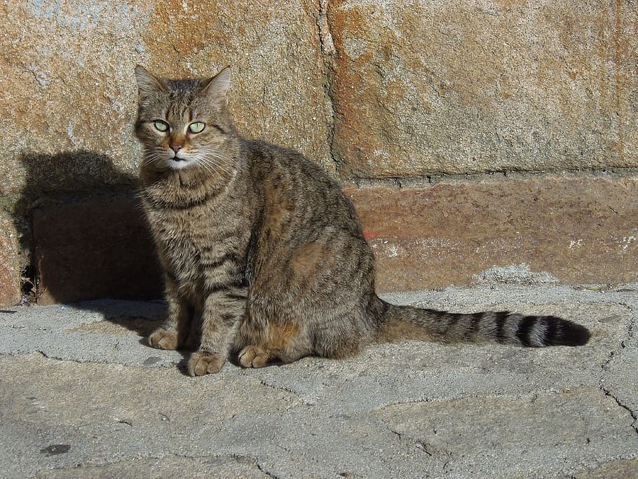 cat, brindle, rest, sun, feline, pet, animals, domestic, domestic cat HD wallpaper