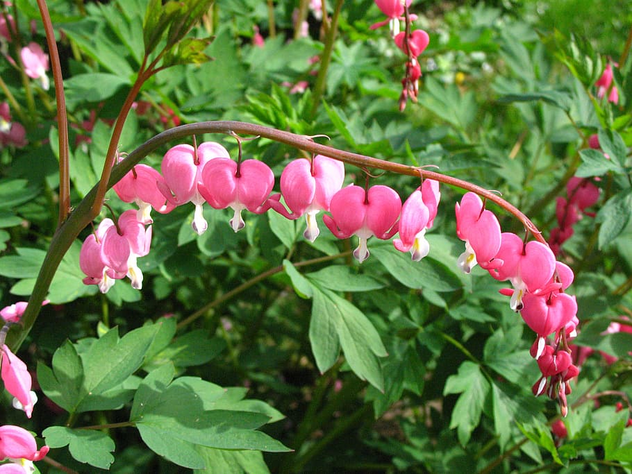 bleeding heart, flower, spring, garden, pink, macro, perennial, HD wallpaper