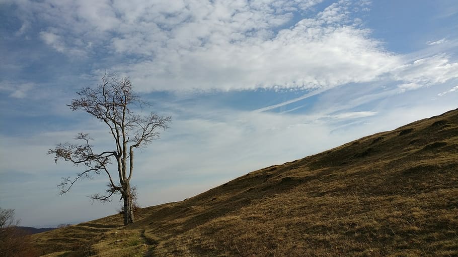autumn, tree, november, sky, outdoor, autumnal, nature, cloud - sky HD wallpaper