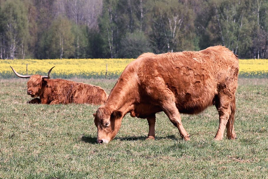 cattle, cows, pasture, horns, highland beef, shaggy, graze HD wallpaper
