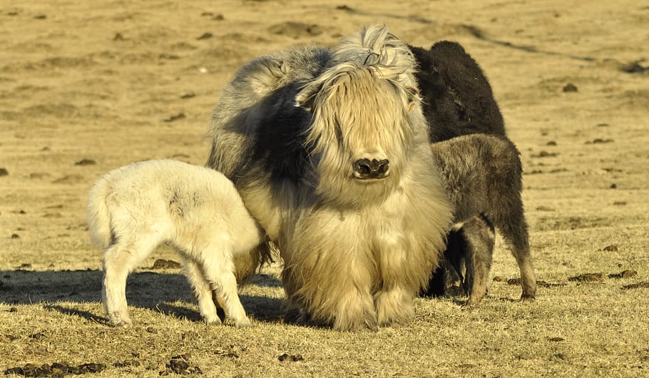 yak, yak cub, baby yak, mongolia, pasture, cattle, mammal, mountains