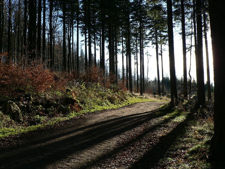 forest, trees, nature, alsace, fir, light and shade, against the light HD wallpaper