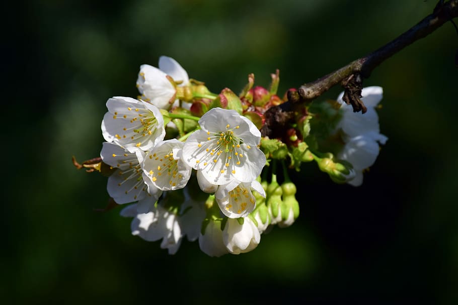 cherry blossoms, white, branch, spring, tender, flowering twig HD wallpaper