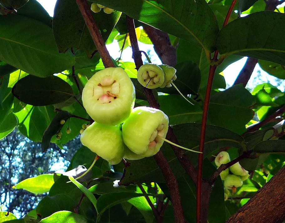 syzygium jambos, tree, rose apple, fruit, tropical, india, plant
