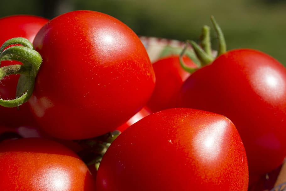 red tomato fruits, tomatoes, vegetables, ripe, produce, organic HD wallpaper