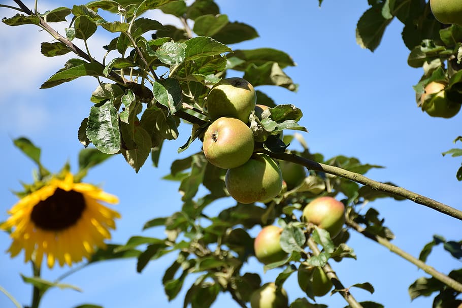 sunflower, apples, apple tree, fruit, summer time, healthy eating HD wallpaper