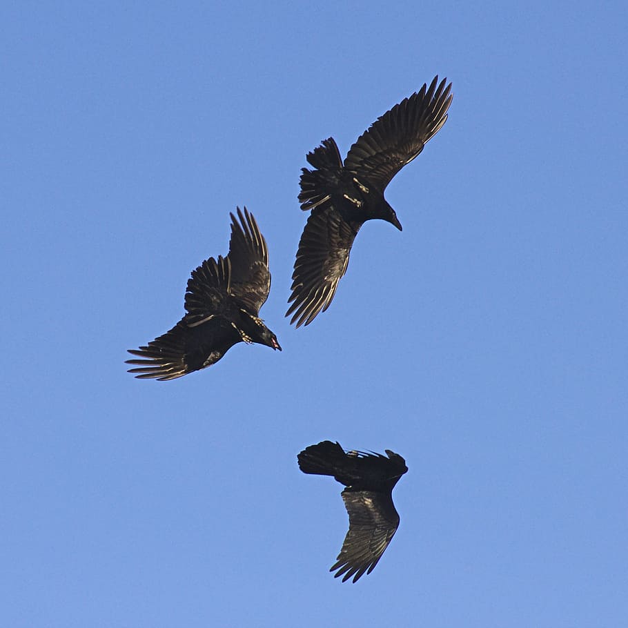 three black crows flying high, raven, blue, bird, nature, animal HD wallpaper