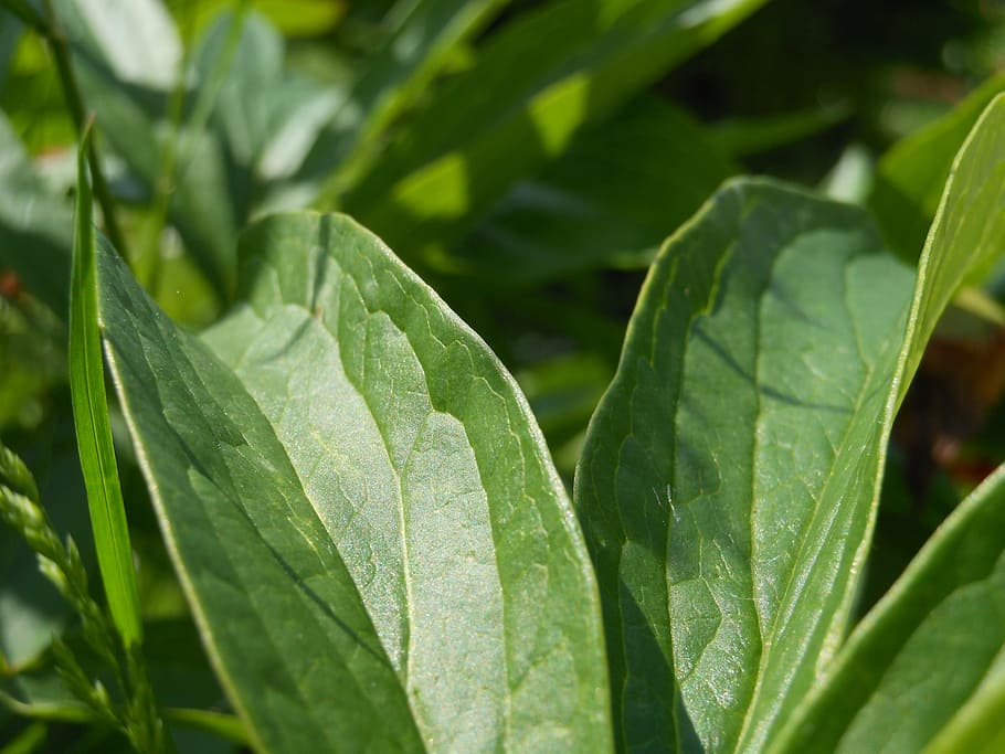 foliage, green, plant, spring, nature, natural, plants, sheet HD wallpaper
