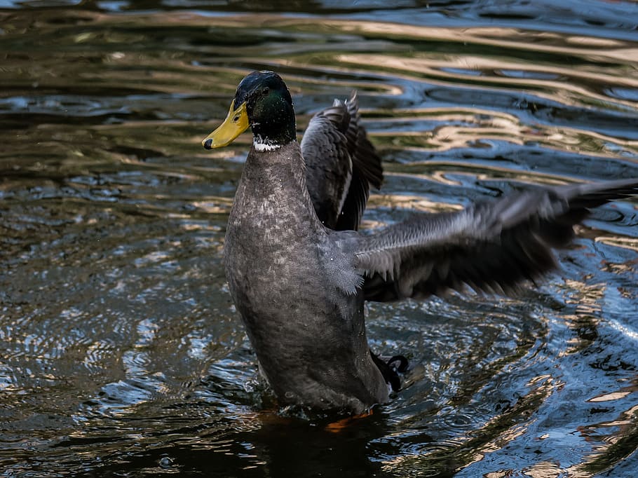 Duck, Wing, Water Bird, Flutter, nature, animal, lake, wildlife HD wallpaper