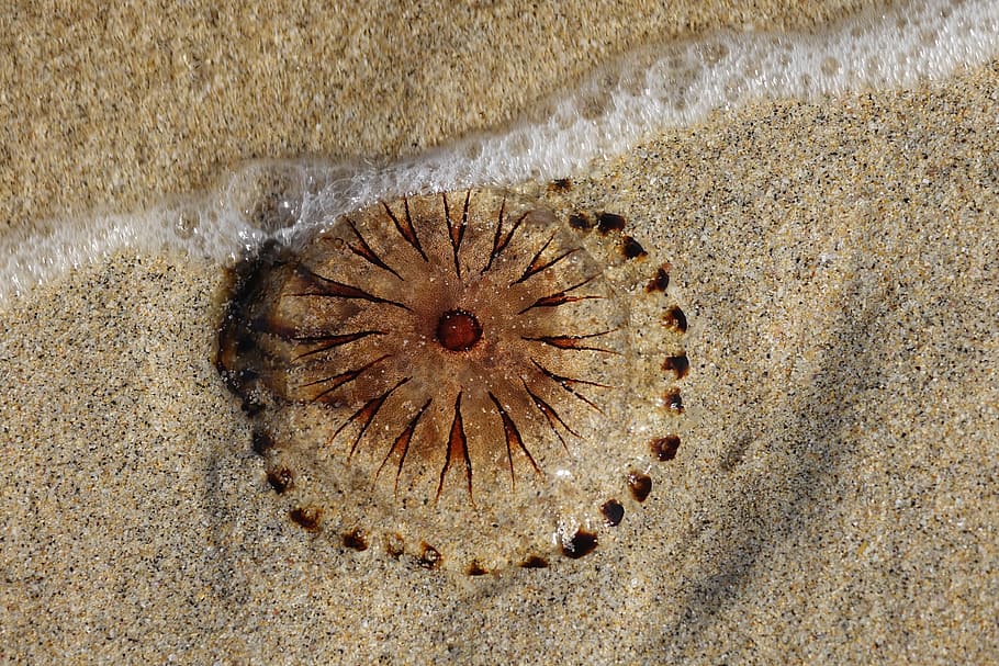 jellyfish, animals, beach, sand, sea, summer, nature, land HD wallpaper