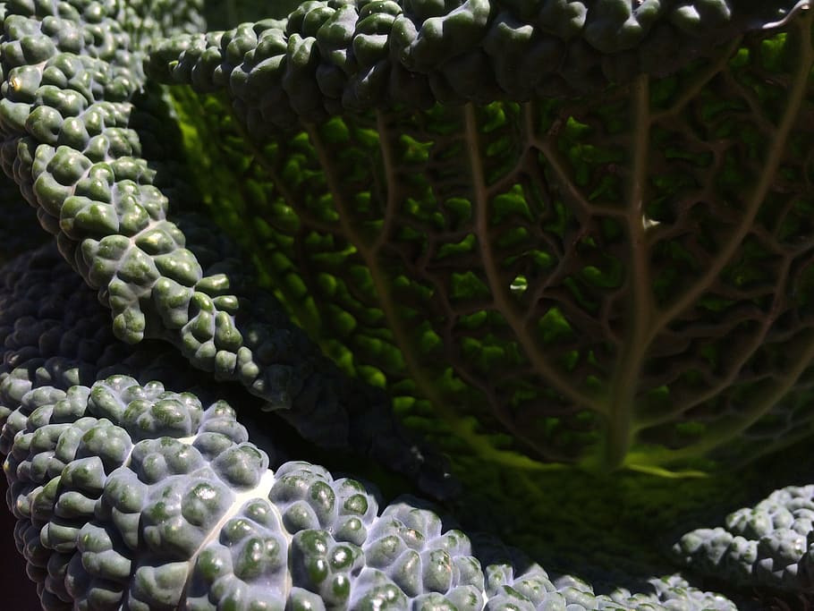 kale, green, plant, green color, close-up, no people, day, nature HD wallpaper