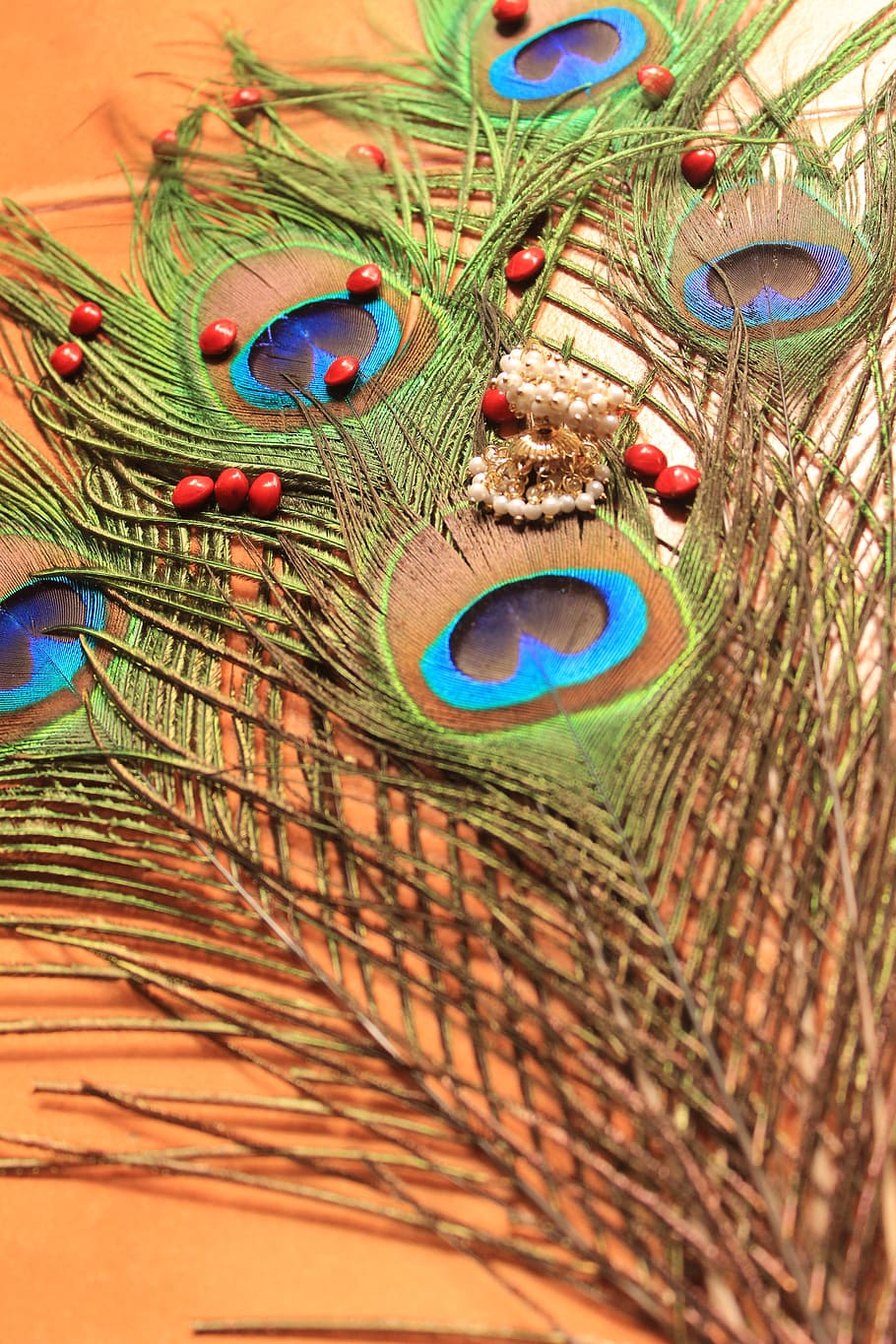 Peacock Feather, Peacock, abrus precatorius, bird, animal, multi Colored HD wallpaper