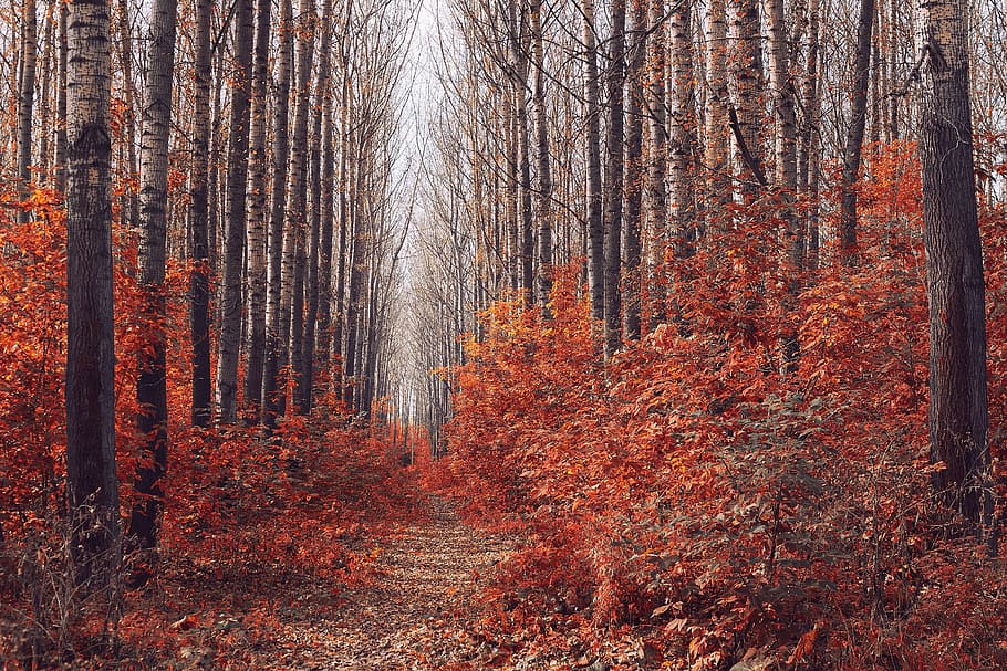 pathway between red leafed trees, wood, autumn, sheet, nature HD wallpaper