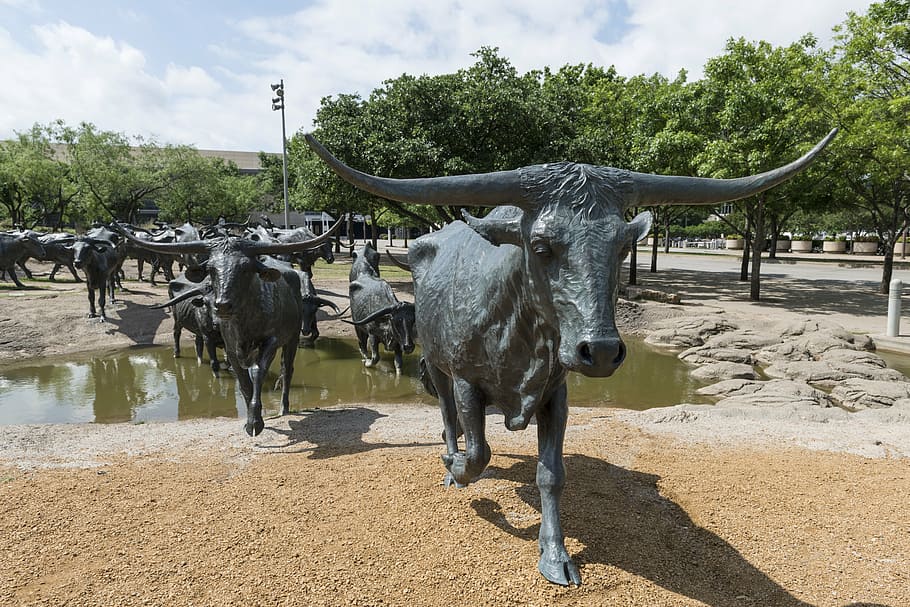 cattle, bronze, statues, metal, longhorn, drive, cowboy, symbol HD wallpaper