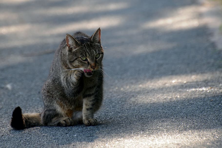 Tiger Cat, Clean, Asphalt, mieze, road, domestic cat, feline HD wallpaper
