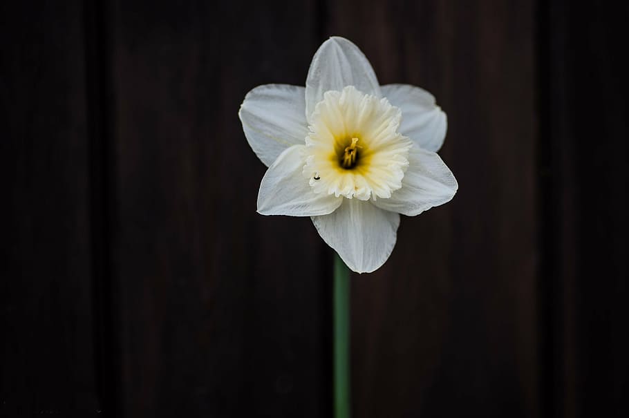 blossom, bloom, flower, steep, close, flowering plant, freshness HD wallpaper