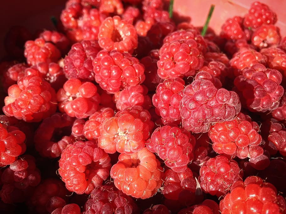 fruit, raspberry, summer, food, red, food and drink, healthy eating HD wallpaper