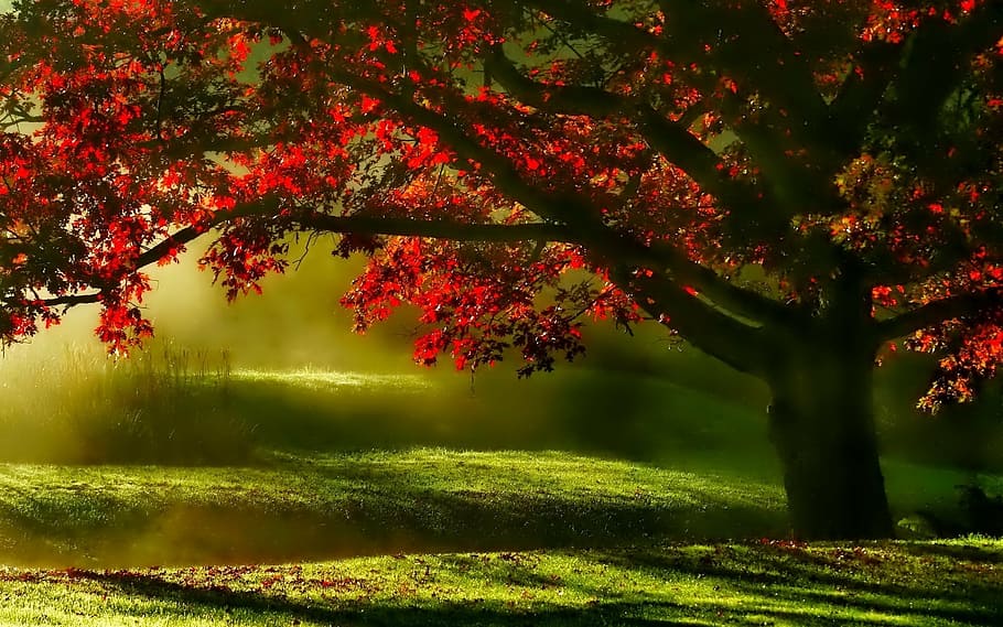 red leaf tree digital wallpaper, landscape, mists, morning, scenic, HD wallpaper