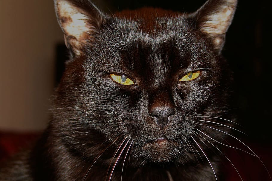 cat, black, kitten, relax, domestic, domestic animals, mammal HD wallpaper