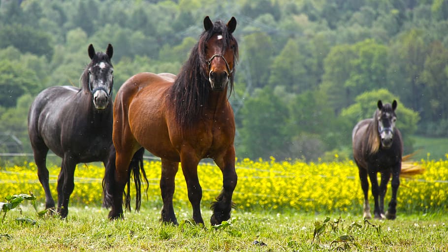 three brown and black horses, ride, cold blooded animals, agriculture, HD wallpaper