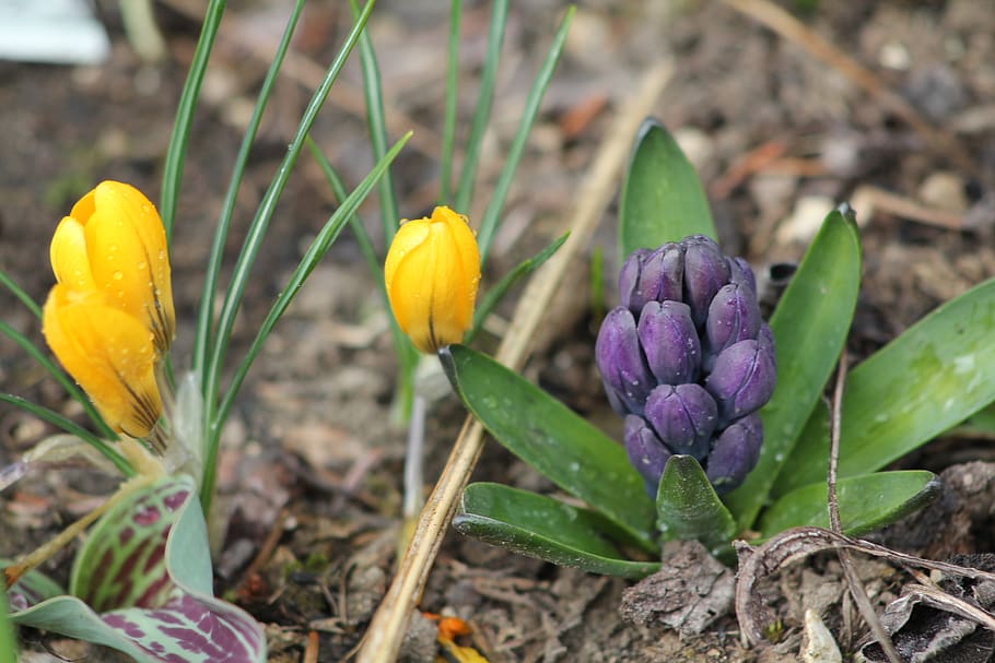 spring, flower, crocus, hyacinth, flowering plant, freshness HD wallpaper
