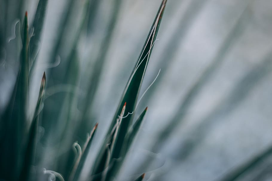 untitled, leaf, plant, green, spike, blurry, growth, no people HD wallpaper