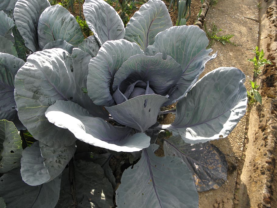 Kohl, Red Cabbage, Garden, Vegetables, eat, nature, food, plant HD wallpaper