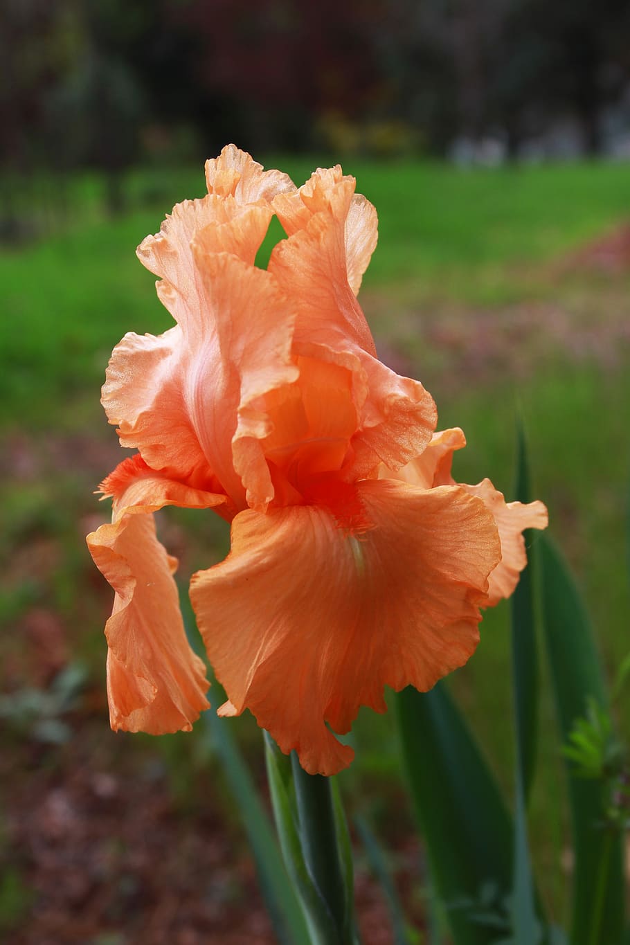 Iris, Orange, Peach, Flower, Plant, spring, bloom, blossom HD wallpaper