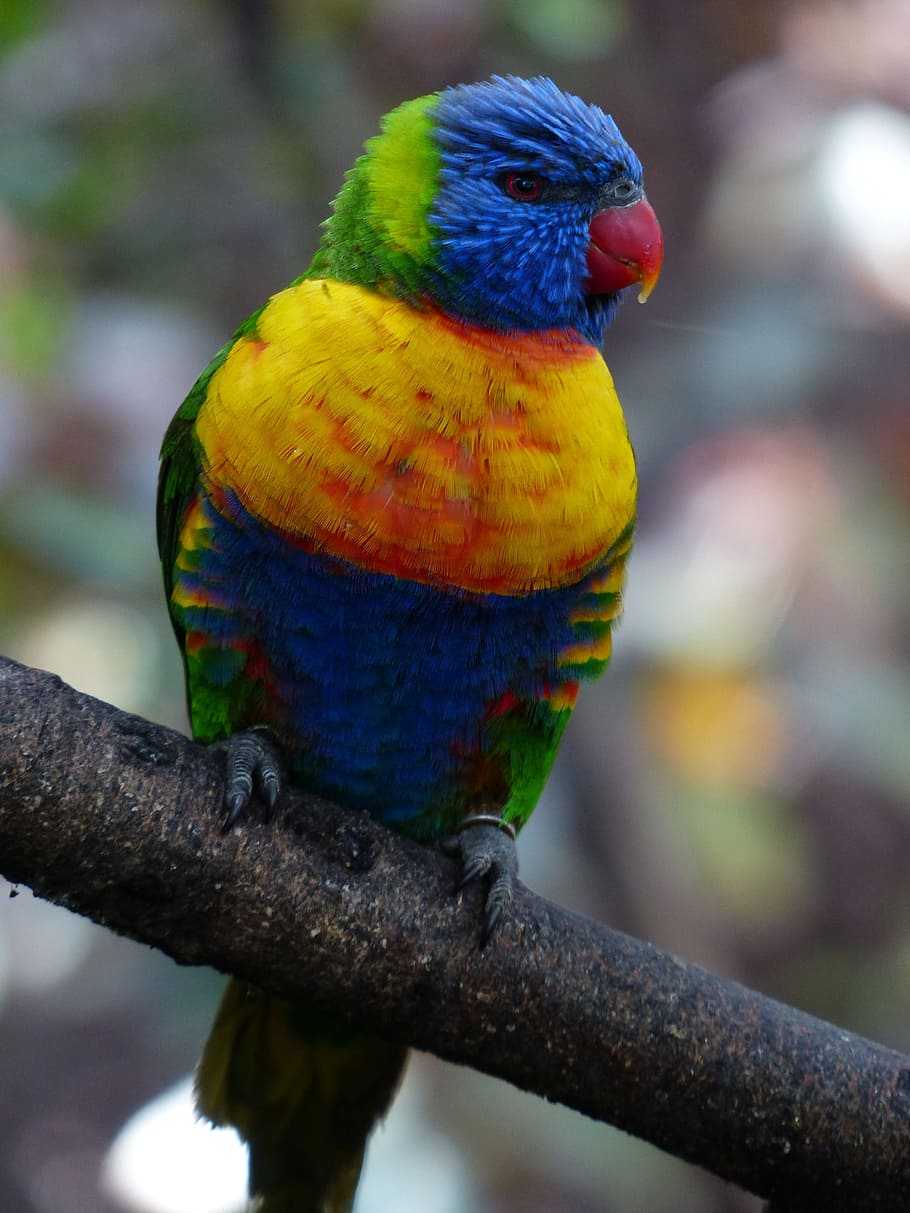 Lorikeet, Parrot, Bird, Loriinae, honey parrot, actual parrots HD wallpaper