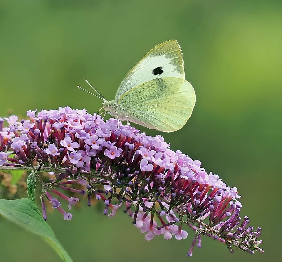 green and black Cabbage butterfly, insect, nature, live, butterfly - Insect HD wallpaper