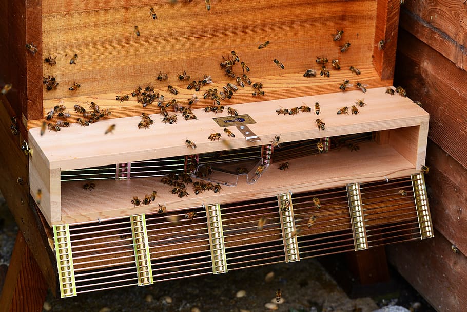 Hd Wallpaper Honey Bee Swarm Trap Bees Hive Cedar Wood Open