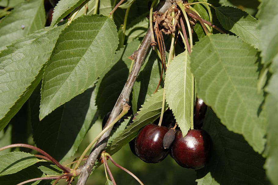 fruit, cherry, fruits, leaf, plant part, food and drink, healthy eating HD wallpaper