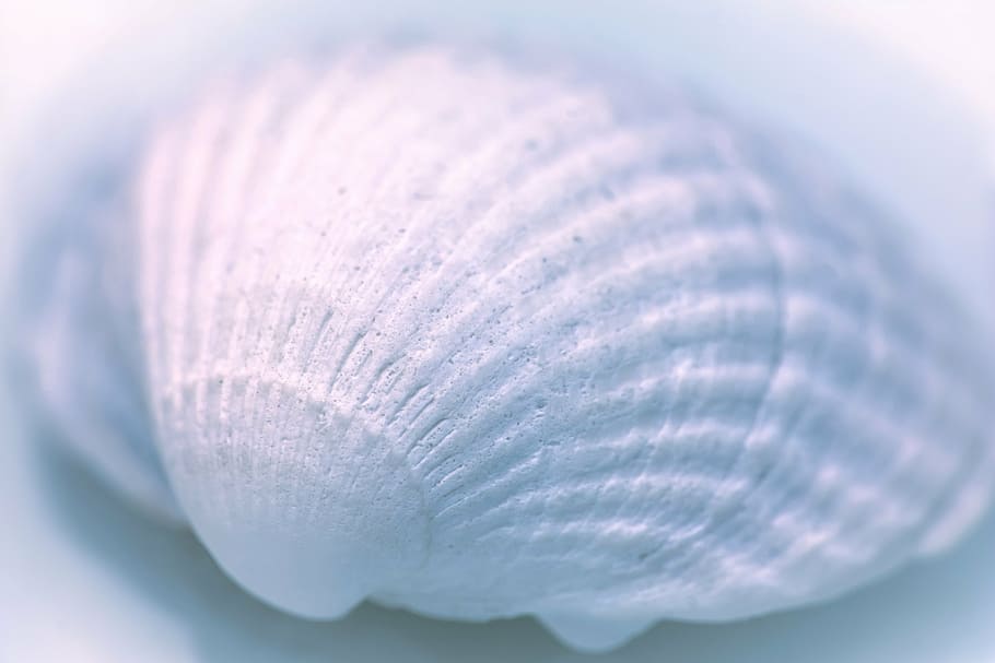 white seashell, lime, structure, close-up, softness, selective focus HD wallpaper