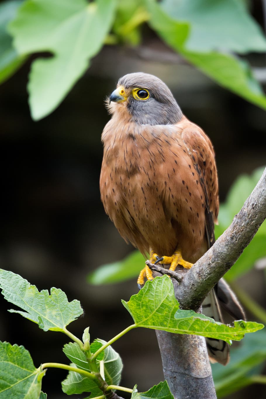 kestrel, hawk, plumage, feathers, raptor, perched, nature, animal themes HD wallpaper