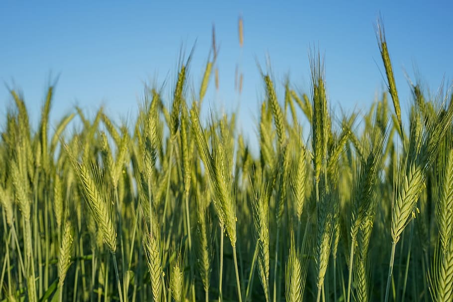 green leafed plant under the blue sky, green leafed plant, grass HD wallpaper