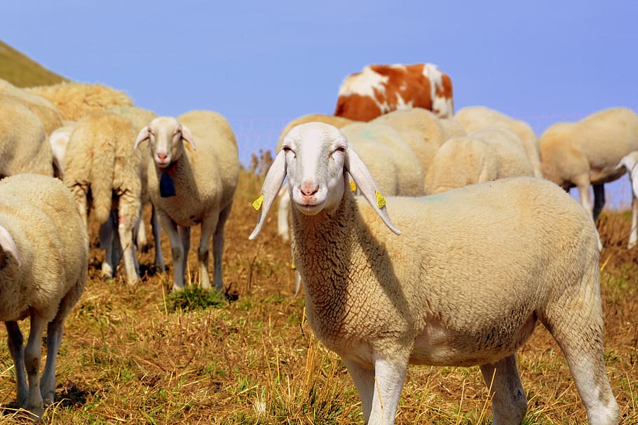 flock, mountain, sheep, prato, animal, grass, animal world HD wallpaper