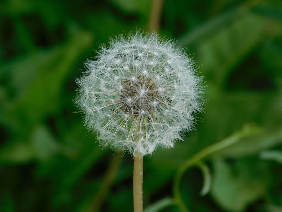 flower, plant, withe, floral, garden, natural, botany, decoration HD wallpaper
