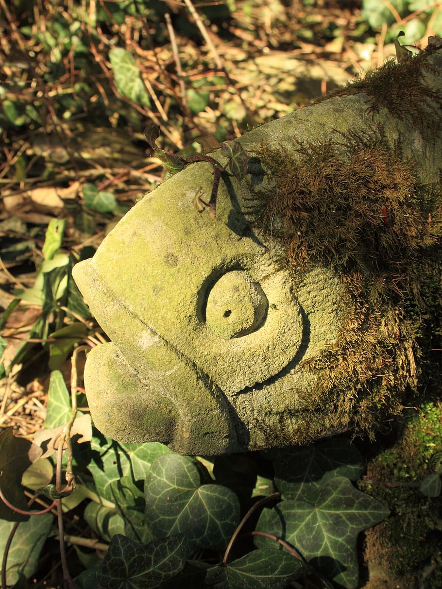 stone fish, face, eye, no people, close-up, nature, leaf, plant HD wallpaper