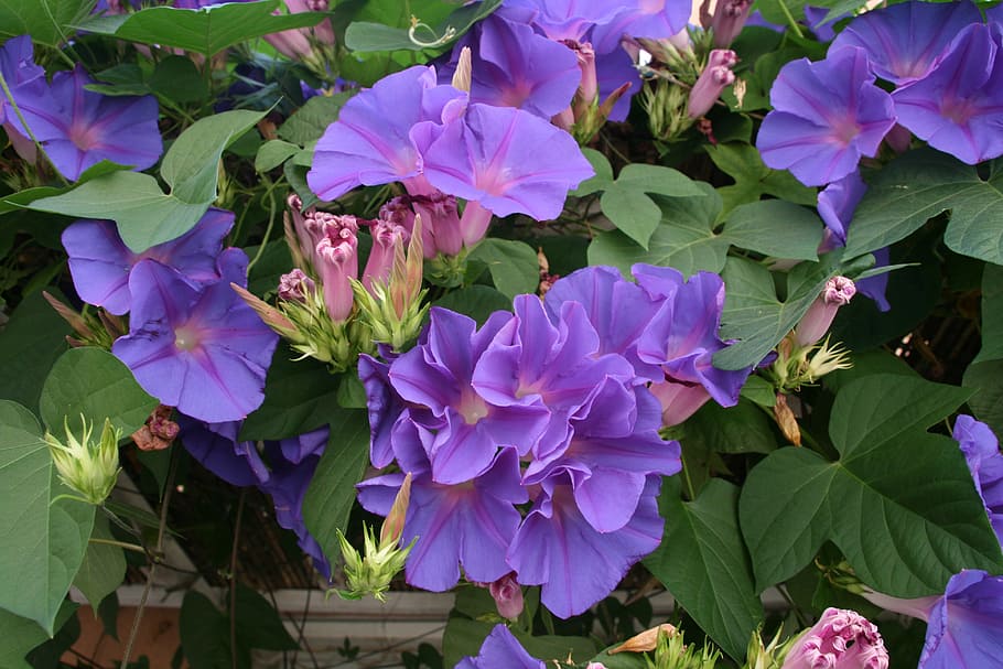 summer, bright, blossom, bloom, flower, flowering plant, growth HD wallpaper